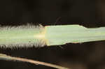 Big bluestem